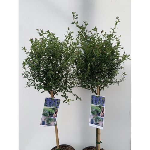 78 - TWO STANDARD CEANOTHUS CONCHA IN 3 LTR POTS OVER 100CM PLUS VAT TO BE SOLD FOR THE TWO