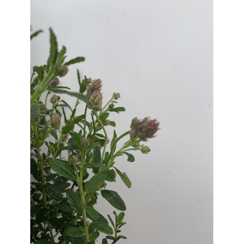 78 - TWO STANDARD CEANOTHUS CONCHA IN 3 LTR POTS OVER 100CM PLUS VAT TO BE SOLD FOR THE TWO