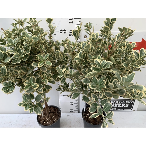 8 - TWO EUONYMUS JAPONICUS STANDARD TREES APPROX 110CM IN HEIGHT IN 5 LTR POTS PLUS VAT TO BE SOLD FOR T... 