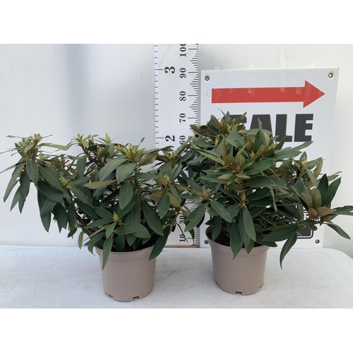 80 - TWO RHODODENDRONS TARAGONA RED IN 7.5 LTR POTS APPROX 70CM IN HEIGHT PLUS VAT TO BE SOLD FOR THE TWO