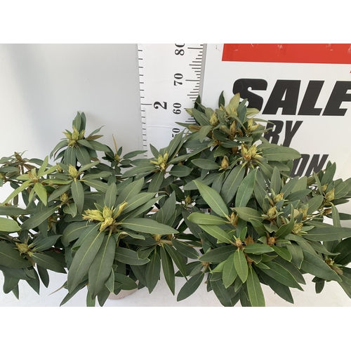 80 - TWO RHODODENDRONS TARAGONA RED IN 7.5 LTR POTS APPROX 70CM IN HEIGHT PLUS VAT TO BE SOLD FOR THE TWO