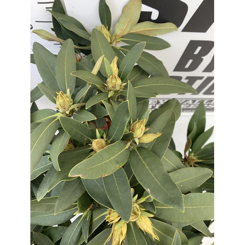 80 - TWO RHODODENDRONS TARAGONA RED IN 7.5 LTR POTS APPROX 70CM IN HEIGHT PLUS VAT TO BE SOLD FOR THE TWO