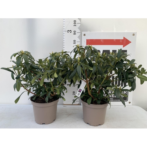 81 - TWO RHODODENDRONS LIBRETTO PURPLE IN 7.5 LTR POTS APPROX 70CM IN HEIGHT PLUS VAT TO BE SOLD FOR THE ... 