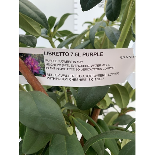 81 - TWO RHODODENDRONS LIBRETTO PURPLE IN 7.5 LTR POTS APPROX 70CM IN HEIGHT PLUS VAT TO BE SOLD FOR THE ... 