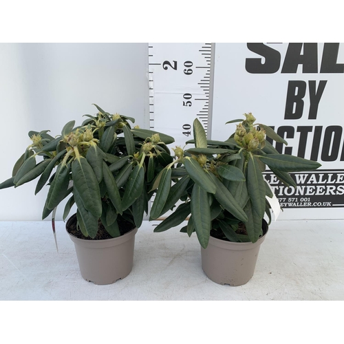 82 - TWO RHODODENDRONS FANTASTICA RED IN 3 LTR POTS APPROX 35CM IN HEIGHT PLUS VAT TO BE SOLD FOR THE TWO