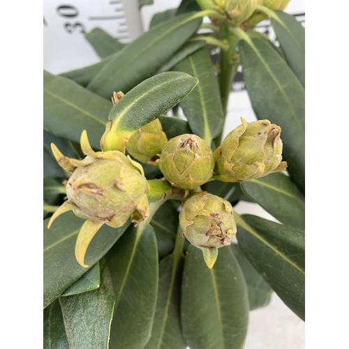 82 - TWO RHODODENDRONS FANTASTICA RED IN 3 LTR POTS APPROX 35CM IN HEIGHT PLUS VAT TO BE SOLD FOR THE TWO