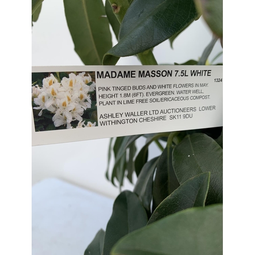 83 - TWO RHODODENDRONS MADAME MASSON WHITE IN 7.5 LTR POTS APPROX 70CM IN HEIGHT PLUS VAT TO BE SOLD FOR ... 