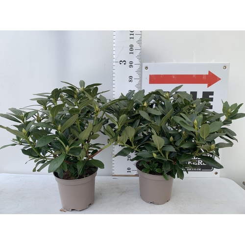 84 - TWO RHODODENDRONS CUNNINGHAM'S WHITE IN 7.5 LTR POTS APPROX 70CM IN HEIGHT PLUS VAT TO BE SOLD FOR T... 