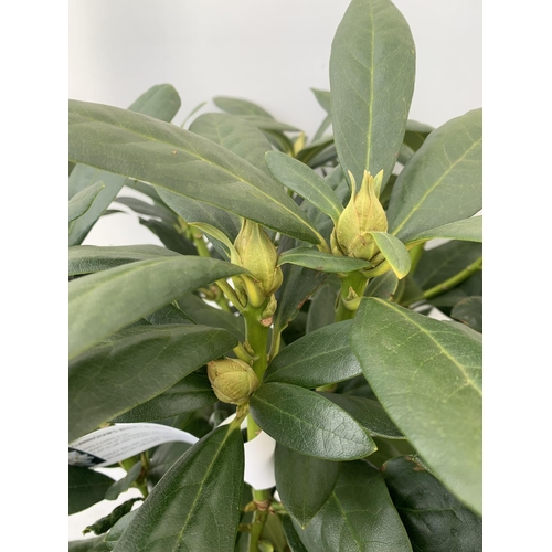 84 - TWO RHODODENDRONS CUNNINGHAM'S WHITE IN 7.5 LTR POTS APPROX 70CM IN HEIGHT PLUS VAT TO BE SOLD FOR T... 