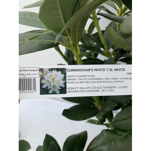 84 - TWO RHODODENDRONS CUNNINGHAM'S WHITE IN 7.5 LTR POTS APPROX 70CM IN HEIGHT PLUS VAT TO BE SOLD FOR T... 