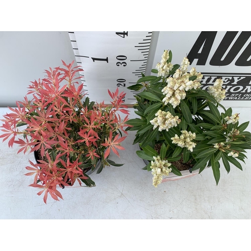 85 - TWO PIERIS JAPONICA FORSET FLAME AND FLAMING SILVER  IN 3 LTR POTS 40CM TALL PLUS VAT TO BE SOLD FOR... 