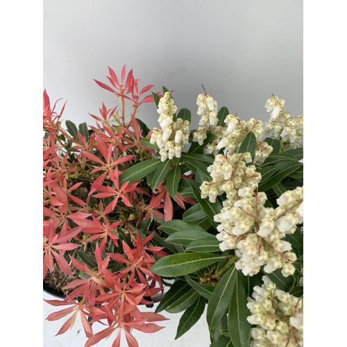 85 - TWO PIERIS JAPONICA FORSET FLAME AND FLAMING SILVER  IN 3 LTR POTS 40CM TALL PLUS VAT TO BE SOLD FOR... 