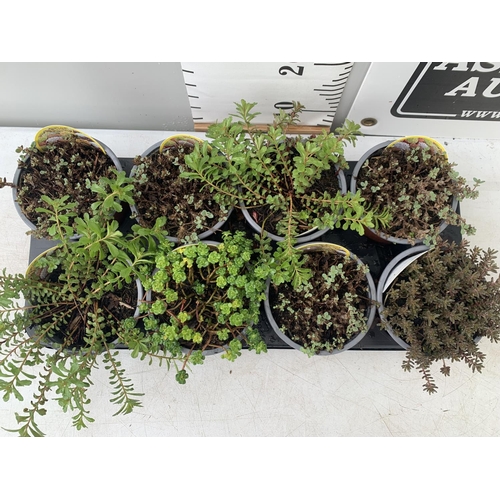 86 - EIGHT MIXED SEDUMS ON A TRAY IN 2 LTR POTS PLUS VAT TO BE SOLD FOR THE EIGHT