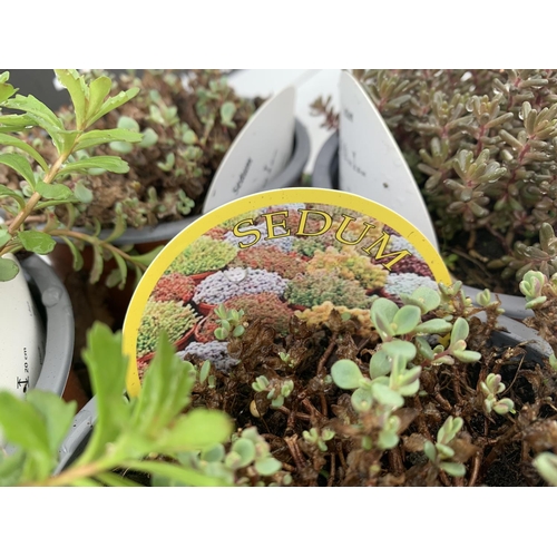 86 - EIGHT MIXED SEDUMS ON A TRAY IN 2 LTR POTS PLUS VAT TO BE SOLD FOR THE EIGHT