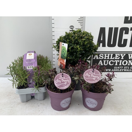 90 - MIXED LOT OF PLANTS - ONE BUXUS SEMPERVIRENS IN A 2 LTR POT, SIX ROSEMARY PLUG PLANTS IN A CARRY TRA... 