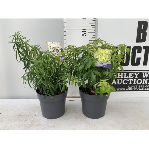 91 - TWO CHOSIYA TERNATA 'BRICA' AND 'AZTEC PEARL' APPROX 45CM IN HEIGHT IN 2 LTR POTS PLUS VAT TO BE SOL... 