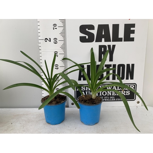 99 - TWO AGAPANTHUS AFRICANUS ALBUS IN 2 LTR POTS APPROX 50CM IN HEIGHT PLUS VAT TO BE SOLD FOR THE TWO