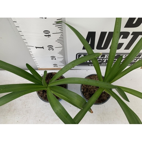 99 - TWO AGAPANTHUS AFRICANUS ALBUS IN 2 LTR POTS APPROX 50CM IN HEIGHT PLUS VAT TO BE SOLD FOR THE TWO