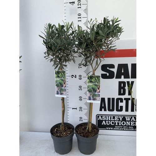 1 - TWO STANDARD OLIVE TREES IN 3 LTR POTS HEIGHT 100CM NO VAT TO BE SOLD FOR THE TWO