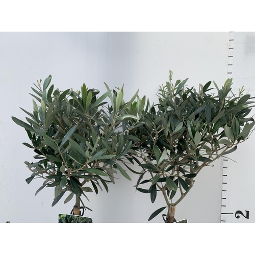 1 - TWO STANDARD OLIVE TREES IN 3 LTR POTS HEIGHT 100CM NO VAT TO BE SOLD FOR THE TWO