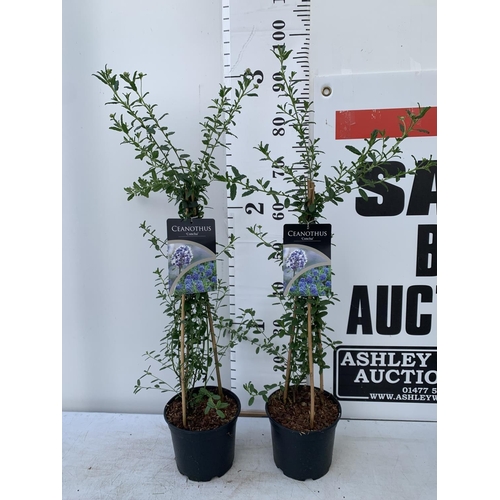 10 - TWO CEANOTHUS CONCHA IN A 2 LTR POT ON A PYRAMID FRAME 90CM TALL PLUS VAT TO BE SOLD FOR THE TWO