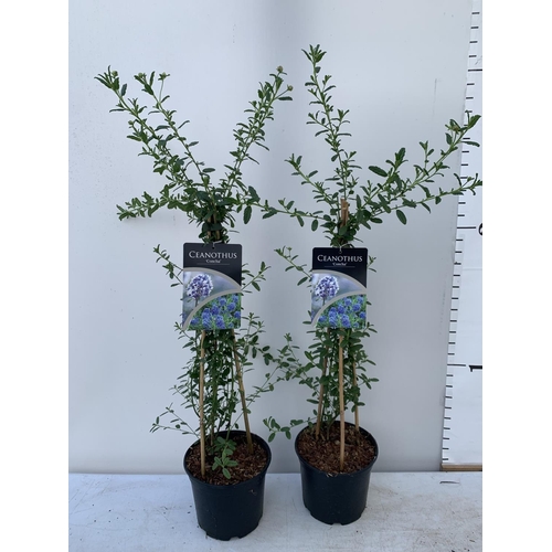 10 - TWO CEANOTHUS CONCHA IN A 2 LTR POT ON A PYRAMID FRAME 90CM TALL PLUS VAT TO BE SOLD FOR THE TWO