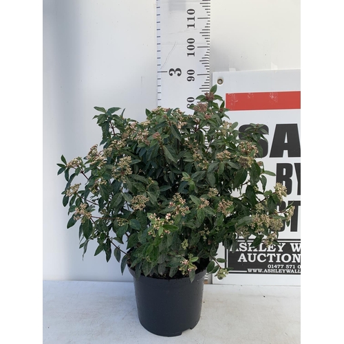 100 - ONE VIBURNUM TINUS 'EVE PRICE' LARGE SHRUB APPROX 80CM IN HEIGHT PLUS VAT IN A 10 LTR POT