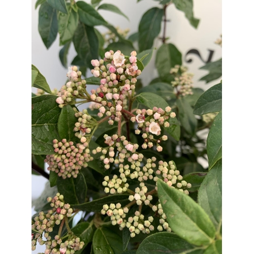 100 - ONE VIBURNUM TINUS 'EVE PRICE' LARGE SHRUB APPROX 80CM IN HEIGHT PLUS VAT IN A 10 LTR POT