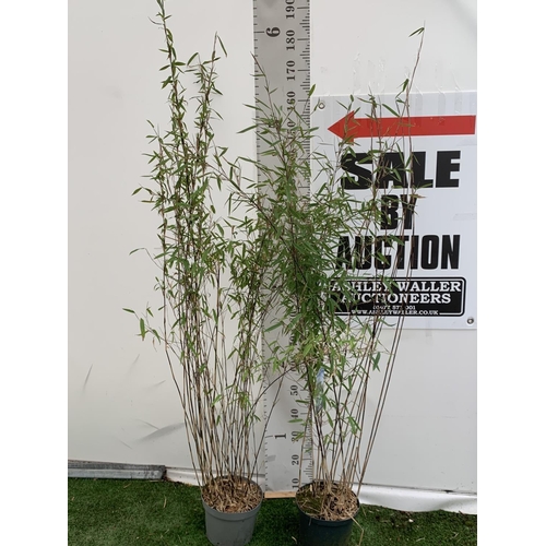 101 - TWO BAMBOO FARGESIA 'BLACK PEARL' AND 'VOLCANO' OVER 2 METRES IN HEIGHT IN 5 LTR POTS PLUS VAT TO BE... 