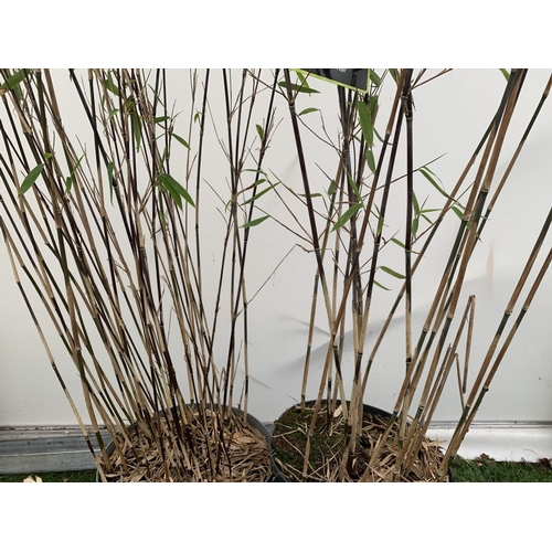 101 - TWO BAMBOO FARGESIA 'BLACK PEARL' AND 'VOLCANO' OVER 2 METRES IN HEIGHT IN 5 LTR POTS PLUS VAT TO BE... 