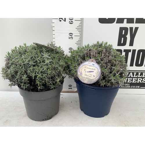 102 - TWO LAVENDER 'HIDCOTE' IN 5 LTR POTS APPROX 40CM IN HEIGHT TO BE SOLD FOR THE TWO PLUS VAT