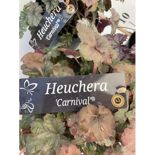 104 - THREE HEUCHERA 'CARNIVAL' IN 2 LTR POTS PLUS VAT TO BE SOLD FOR THE THREE