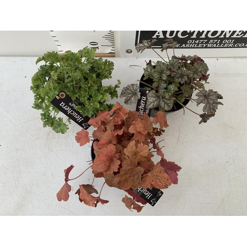 105 - THREE VARIETIES OF HEUCHERA 'CARNIVAL' IN 2 LTR POTS PLUS VAT TO BE SOLD FOR THE THREE