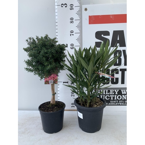 107 - MIXED LOT OF TWO PLANTS - ONE OLEANDER NERIUM MULTICOLOURED IN 3 LTR POT APPROX 60CM TALL AND ONE LE... 