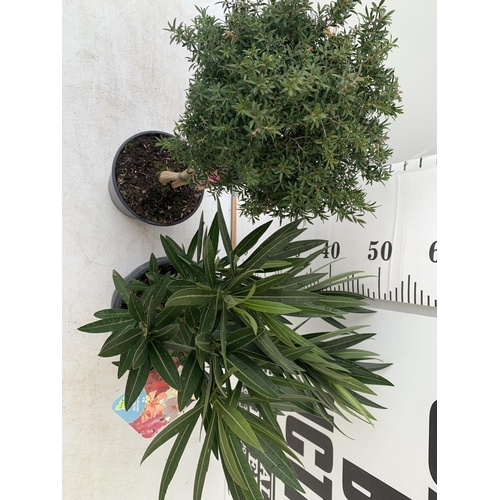 107 - MIXED LOT OF TWO PLANTS - ONE OLEANDER NERIUM MULTICOLOURED IN 3 LTR POT APPROX 60CM TALL AND ONE LE... 