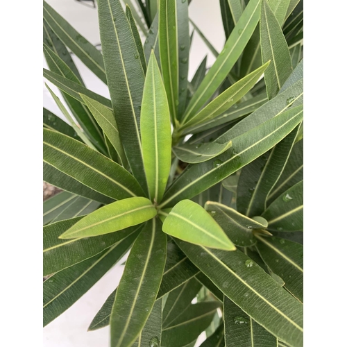 107 - MIXED LOT OF TWO PLANTS - ONE OLEANDER NERIUM MULTICOLOURED IN 3 LTR POT APPROX 60CM TALL AND ONE LE... 