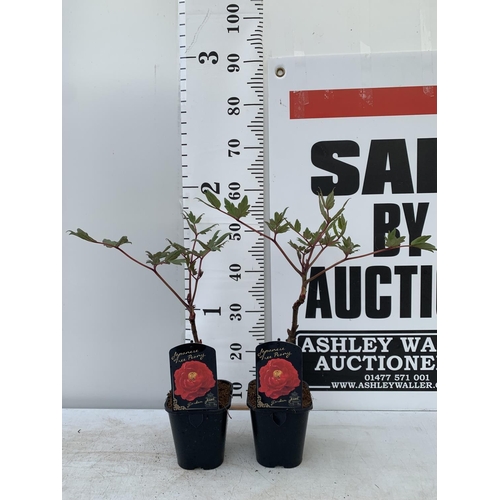 108 - TWO PAEONIA SUFFRUCTICOSA JAPANESE TREE PAEONIES IN RED IN 1 LTR POTS HEIGHT 50CM PLUS VAT TO BE SOL... 