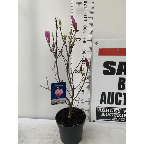 109 - ONE MAGNOLIA PINK 'JANE' APPROX 110CM IN HEIGHT IN 7 LTR POT PLUS VAT