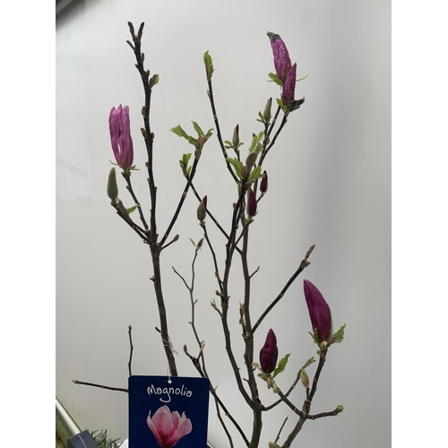 109 - ONE MAGNOLIA PINK 'JANE' APPROX 110CM IN HEIGHT IN 7 LTR POT PLUS VAT