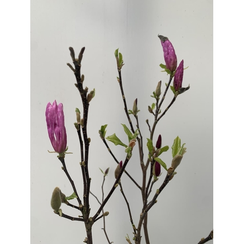 109 - ONE MAGNOLIA PINK 'JANE' APPROX 110CM IN HEIGHT IN 7 LTR POT PLUS VAT