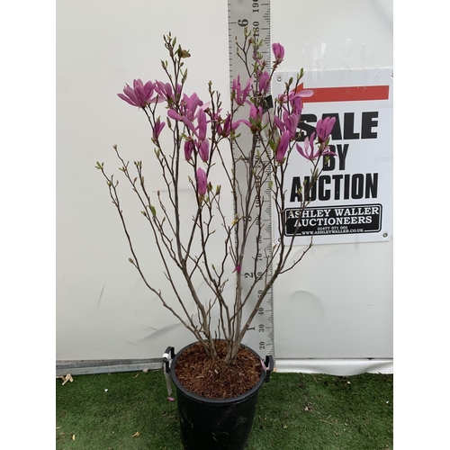 11 - A LARGE MAGNOLIA PINK 'SUSAN' TREE OVER 2 METRES IN HEIGHT IN A 10 LTR POT PLUS VAT