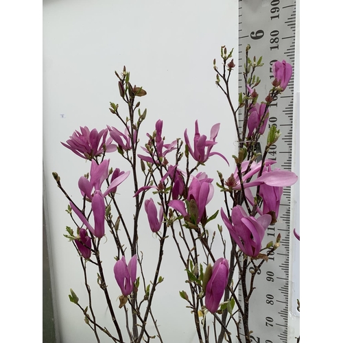 11 - A LARGE MAGNOLIA PINK 'SUSAN' TREE OVER 2 METRES IN HEIGHT IN A 10 LTR POT PLUS VAT