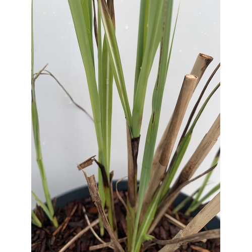 114 - TWO ORNAMENTAL GRASSES MISCANTHUS 'KLEINE SILBERSPINNE' IN 10 LTR POTS APPROX 60CM IN HEIGHT PLUS VA... 