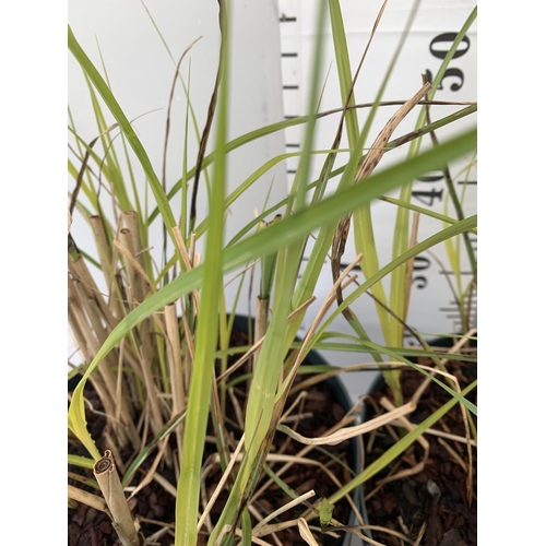 115 - TWO ORNAMENTAL GRASSES MISCANTHUS 'STRICTUS' IN 10 LTR POTS APPROX 60CM IN HEIGHT PLUS VAT TO BE SOL... 