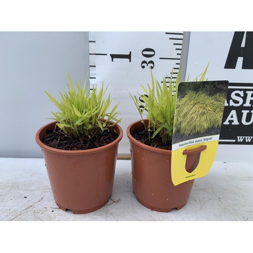 116 - TWO ORNAMENTAL GRASSES HAKONECHLOA MACRA 'ALLGOLD' IN 1 LTR POTS PLUS VAT TO BE SOLD FOR THE TWO