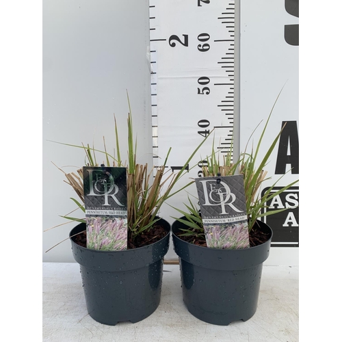 118 - TWO ORNAMENTAL GRASSES PENNISETUM 'REDHEAD' IN 4 LTR POTS APPROX 40CM IN HEIGHT PLUS VAT TO BE SOLD ... 