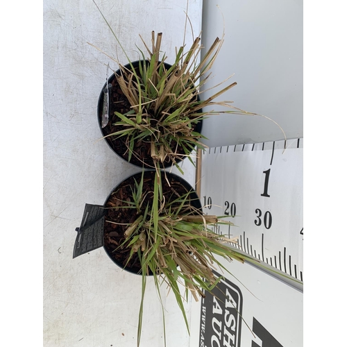 118 - TWO ORNAMENTAL GRASSES PENNISETUM 'REDHEAD' IN 4 LTR POTS APPROX 40CM IN HEIGHT PLUS VAT TO BE SOLD ... 