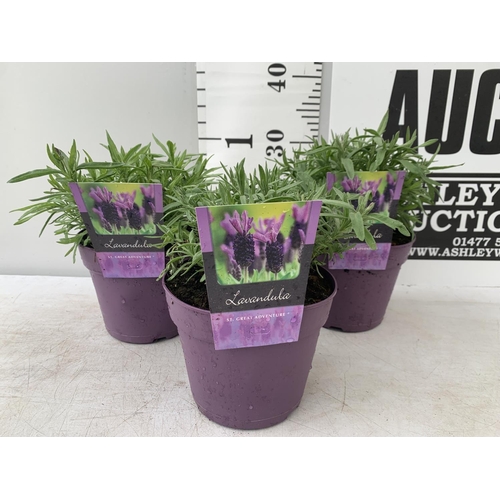 119 - THREE LAVENDER PLANTS IN 2 LTR POTS APPROX 25CM IN HEIGHT PLUS VAT TO BE SOLD FOR THE THREE