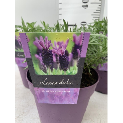 119 - THREE LAVENDER PLANTS IN 2 LTR POTS APPROX 25CM IN HEIGHT PLUS VAT TO BE SOLD FOR THE THREE