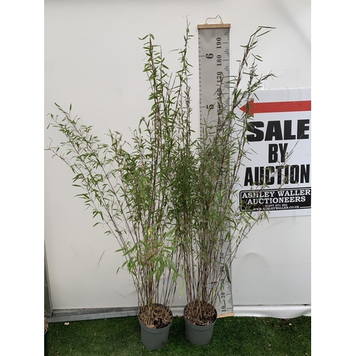 12 - TWO BAMBOO FARGESIA 'VOLCANO' OVER 2 METRES IN HEIGHT IN 5 LTR POTS PLUS VAT TO BE SOLD FOR THE TWO